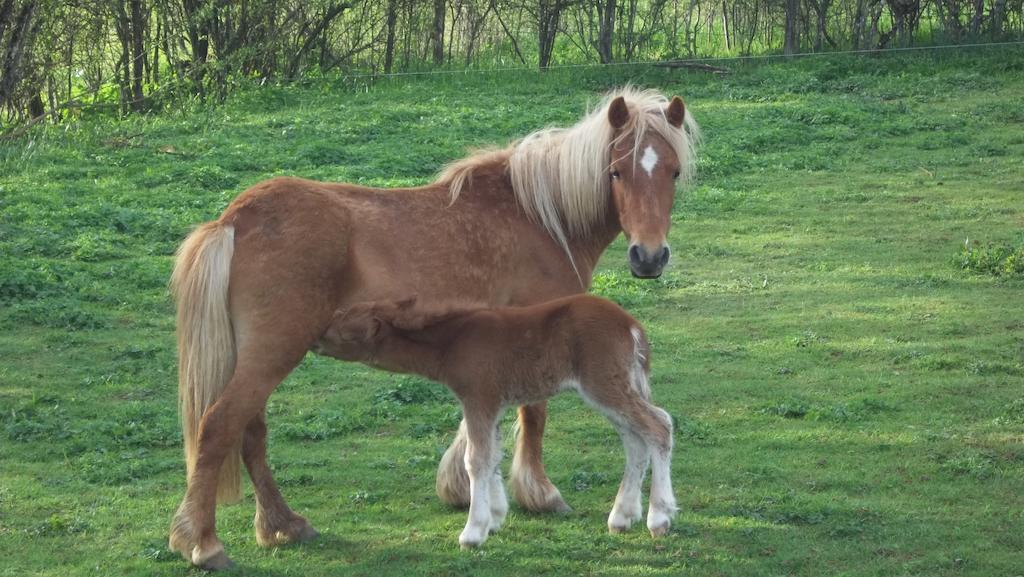 Gite Du Colombier Le Fied Extérieur photo